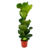 Ficus Lyrata - Tabaksplant - Toef - P21 H90 - Kamerplant -Groen Verkoop ficus lyrata tabaksplant toef p21 h90 1 1