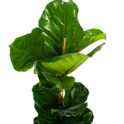 Ficus Lyrata - Tabaksplant - Toef - P21 H90 - Kamerplant -Groen Verkoop ficus lyrata tabaksplant toef p21 h90 6 1