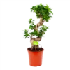 Ficus Microcarpa Ginseng - Bonsai - P21 H65 - Kamerplant -Groen Verkoop ficus microcarpa ginseng bonsai p21 h65 1