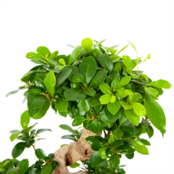 Ficus Microcarpa Ginseng - Bonsai - P21 H65 - Kamerplant -Groen Verkoop ficus microcarpa ginseng bonsai p21 h65 6