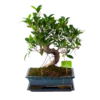 Ficus Retusa Taiwan - Bonsai - P29 H50 - Kamerplant