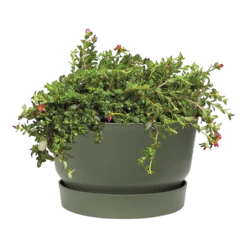 Plantenschaal Elho Greenville 33cm - Bladgroen -Groen Verkoop greenville schaal 33cm bloempot bladgroen 2 8