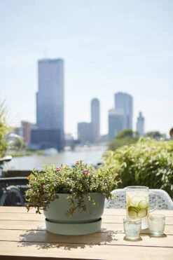 Plantenschaal Elho Greenville 33cm - Bladgroen -Groen Verkoop greenville schaal 33cm bloempot bladgroen 6 13