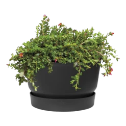 Plantenschaal Elho Greenville 33cm - Living Black -Groen Verkoop greenville schaal 33cm bloempot living black 2 7