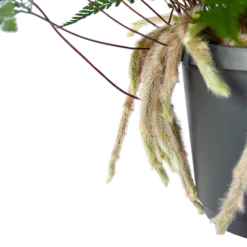 Humata Tyermannii - In Hangpot - P17 H30 - Kamerplant -Groen Verkoop humata tyermannii in hangpot p17 h30 6