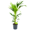 Kentiapalm - Howea Forsteriana - P21 H100 - Kamerplant 1 Kentiapalm - Howea Forsteriana - P21 H100 - Kamerplant -Groen Verkoop kentiapalm howea forsteriana p21 h100 4