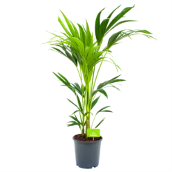 Kentiapalm - Howea Forsteriana - P21 H100 - Kamerplant