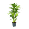 Kentiapalm - Howea Forsteriana - P24 H130 - Kamerplant -Groen Verkoop kentiapalm howea forsteriana p24 h130 1