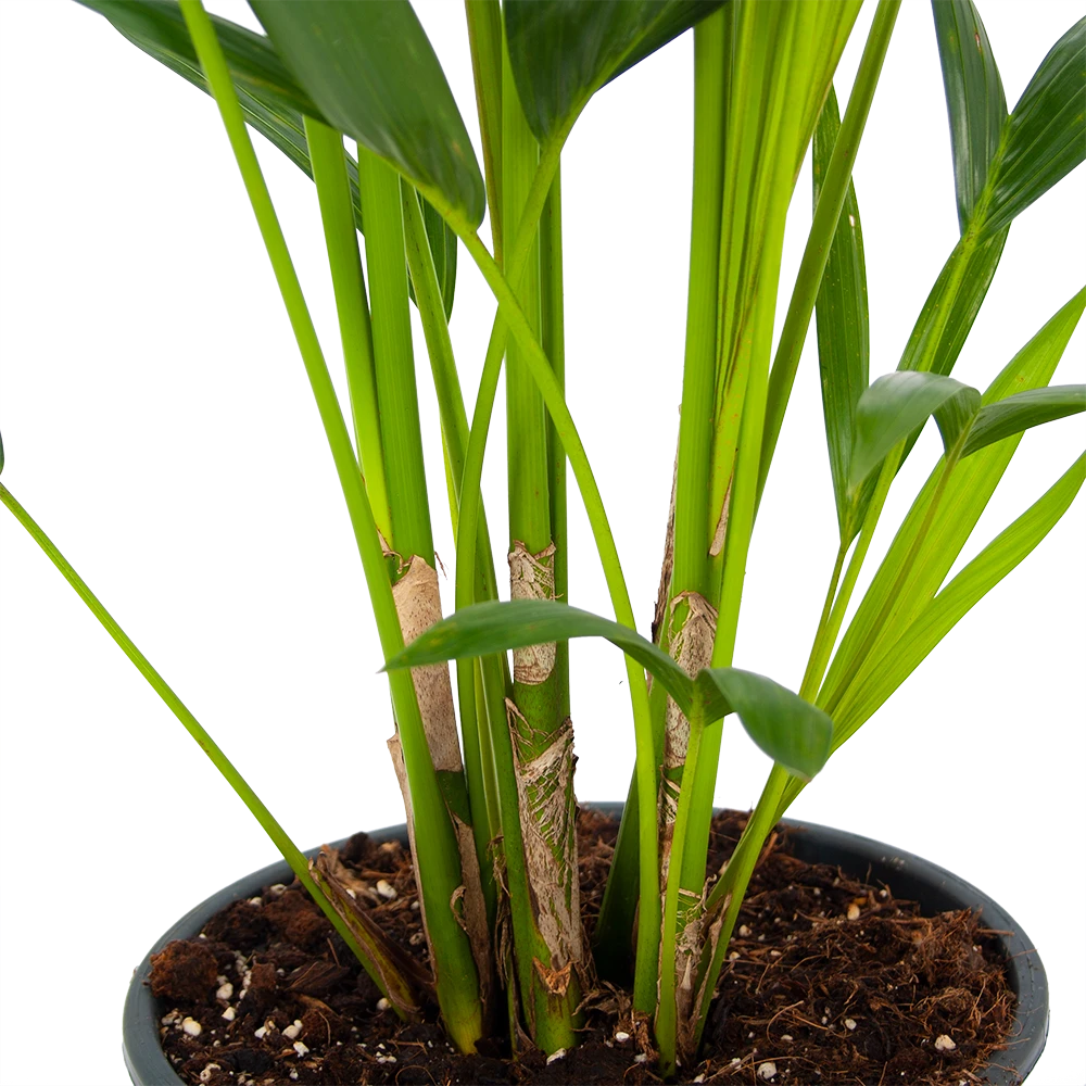 Kentiapalm - Howea Forsteriana - P24 H130 - Kamerplant 4 Kentiapalm - Howea Forsteriana - P24 H130 - Kamerplant - Afbeelding 2