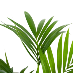 Kentiapalm - Howea Forsteriana - P24 H130 - Kamerplant 8 Kentiapalm - Howea Forsteriana - P24 H130 - Kamerplant -Groen Verkoop kentiapalm howea forsteriana p24 h130 6
