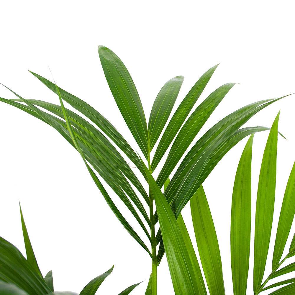 Kentiapalm - Howea Forsteriana - P24 H130 - Kamerplant 5 Kentiapalm - Howea Forsteriana - P24 H130 - Kamerplant - Afbeelding 3