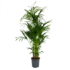 Kentiapalm - Howea Forsteriana - P27 H170 - Kamerplant -Groen Verkoop kentiapalm howea forsteriana p27 h170 1