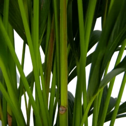 Kentiapalm - Howea Forsteriana - P27 H170 - Kamerplant -Groen Verkoop kentiapalm howea forsteriana p27 h170 5