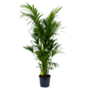 Kentiapalm - Howea Forsteriana - P32 H200 - Kamerplant -Groen Verkoop kentiapalm howea forsteriana p32 h200 1 1