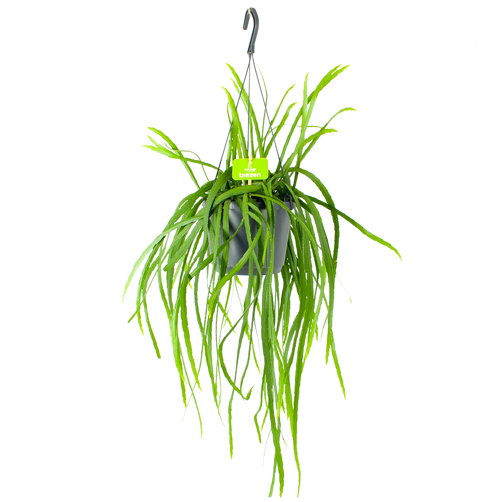 Lepismium Bolivianum - In Hangpot - P17 H40 - Kamerplant 3 Lepismium Bolivianum - In Hangpot - P17 H40 - Kamerplant