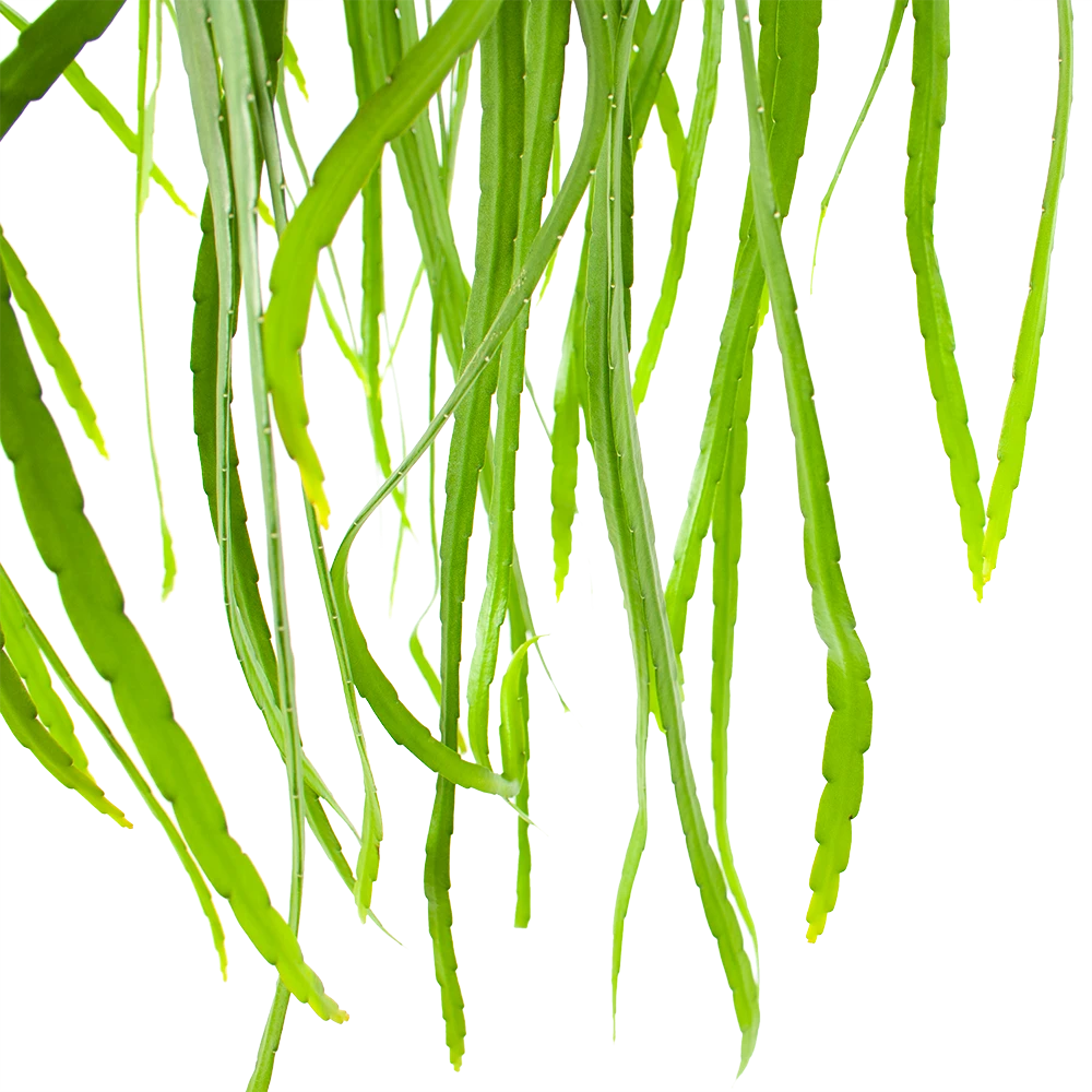 Lepismium Bolivianum - In Hangpot - P17 H40 - Kamerplant 4 Lepismium Bolivianum - In Hangpot - P17 H40 - Kamerplant - Afbeelding 2