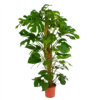 Monstera Deliciosa Op Mosstok - Gatenplant - P24 H150 - Kamerplant -Groen Verkoop monstera deliciosa op mosstok gatenplant p24 h150 1