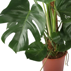 Monstera Deliciosa Op Mosstok - Gatenplant - P27 H120 - Kamerplant -Groen Verkoop monstera deliciosa op mosstok gatenplant p27 h120 5 3