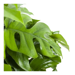 Monstera Minima - Gatenplant - In Hangpot - P27 H30 - Kamerplant -Groen Verkoop monstera minima gatenplant in hangpot p27 h30 6