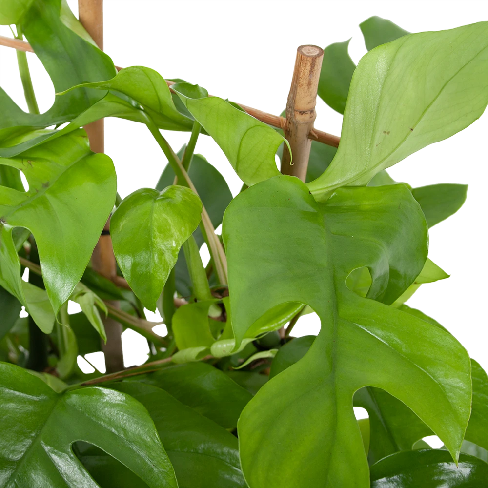 Monstera Minima Met Rekje Gatenplant P17 H65 - Kamerplant 4 Monstera Minima Met Rekje Gatenplant P17 H65 - Kamerplant - Afbeelding 2