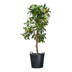 Nature - Ritzi Container Zwart 50L - Met Handgreep -Groen Verkoop nature ritzi container zwart 50l met handgreep plantencontainer 3