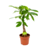 Pachira Aquatica - Geldboom - P17 H60 - Kamerplant 2 Pachira Aquatica - Geldboom - P17 H60 - Kamerplant -Groen Verkoop pachira aquatica geldboom p17 h60 1