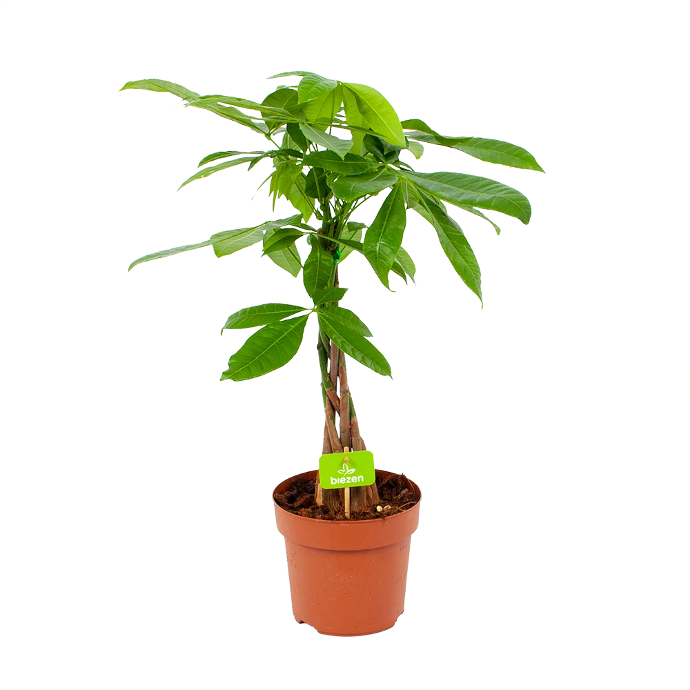 Pachira Aquatica - Geldboom - P17 H60 - Kamerplant 3 Pachira Aquatica - Geldboom - P17 H60 - Kamerplant