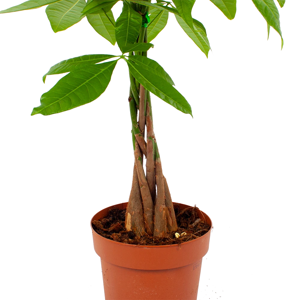 Pachira Aquatica - Geldboom - P17 H60 - Kamerplant 4 Pachira Aquatica - Geldboom - P17 H60 - Kamerplant - Afbeelding 2