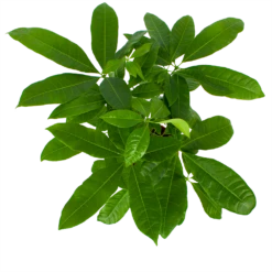 Pachira Aquatica - Geldboom - P17 H60 - Kamerplant 8 Pachira Aquatica - Geldboom - P17 H60 - Kamerplant -Groen Verkoop pachira aquatica geldboom p17 h60 6