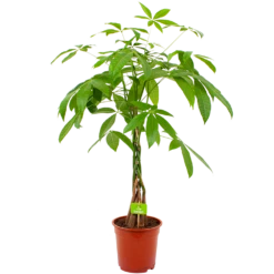 Pachira Aquatica - Geldboom - P19 H80 - Kamerplant