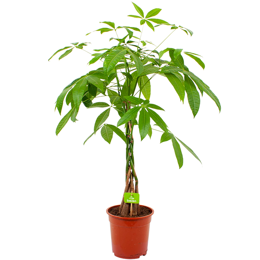 Pachira Aquatica - Geldboom - P19 H80 - Kamerplant 3 Pachira Aquatica - Geldboom - P19 H80 - Kamerplant