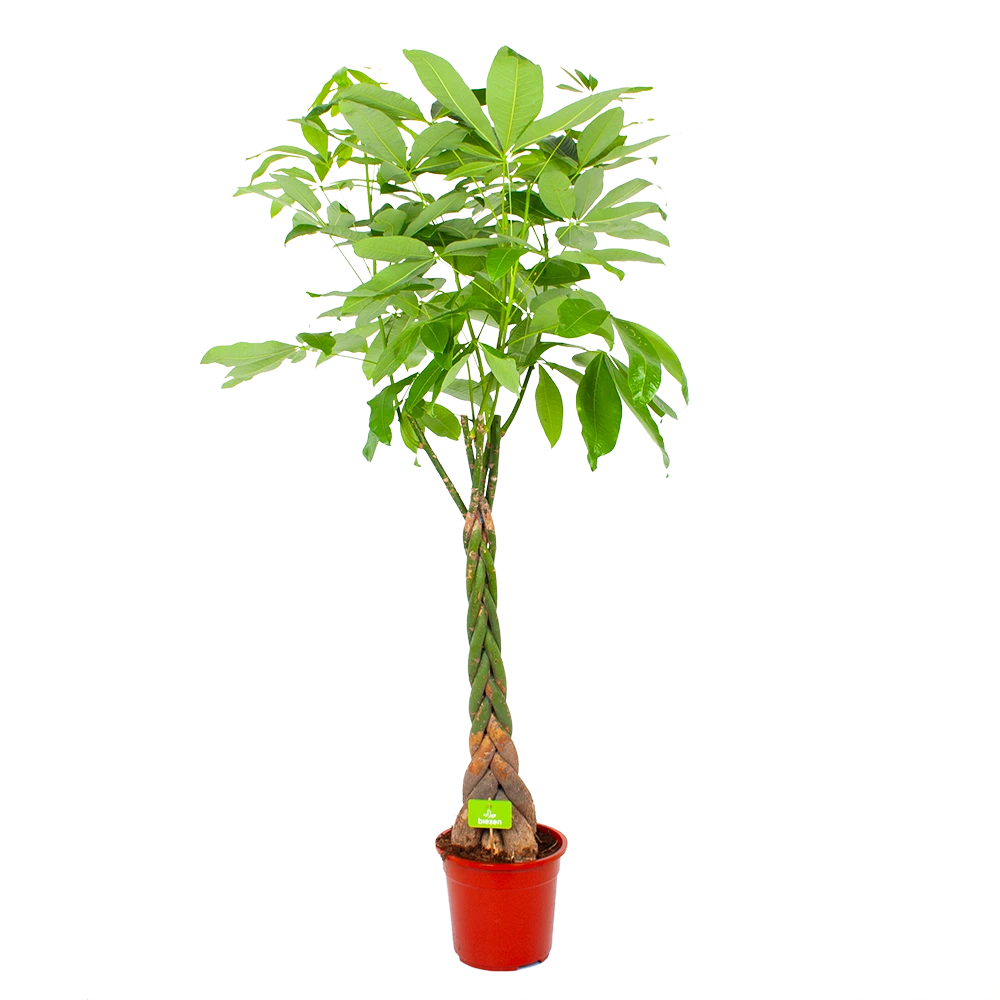 Pachira Aquatica - Geldboom - P27 H150 - Kamerplant 3 Pachira Aquatica - Geldboom - P27 H150 - Kamerplant