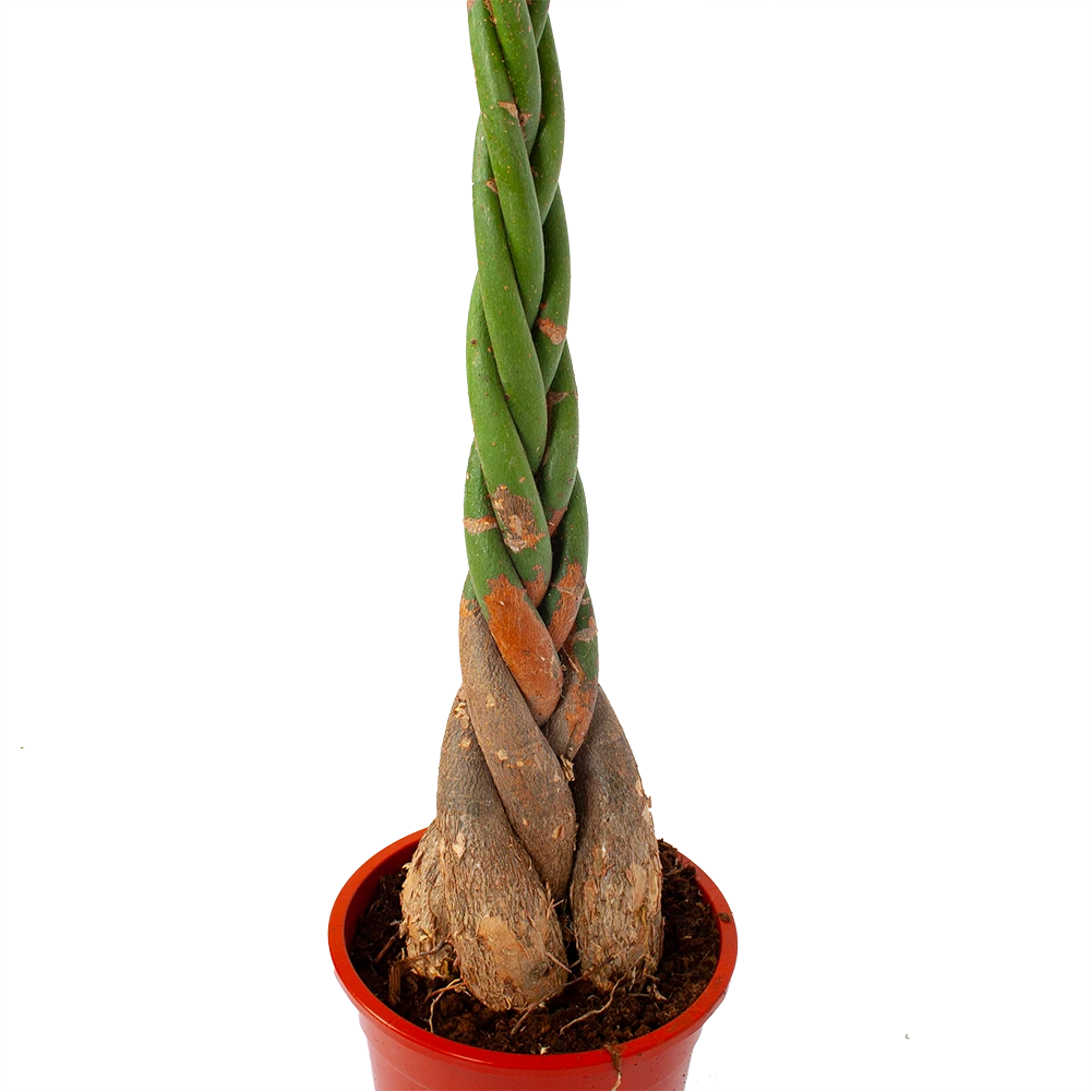 Pachira Aquatica - Geldboom - P27 H150 - Kamerplant 4 Pachira Aquatica - Geldboom - P27 H150 - Kamerplant - Afbeelding 2