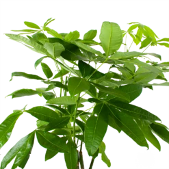 Pachira Aquatica - Geldboom - P27 H150 - Kamerplant 8 Pachira Aquatica - Geldboom - P27 H150 - Kamerplant -Groen Verkoop pachira aquatica geldboom p27 h150 6