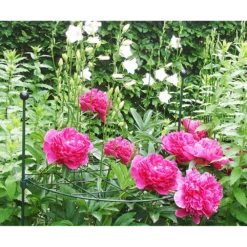 Groen Verkoop -Groen Verkoop peacock groeiraster rond d60 cm 2 2