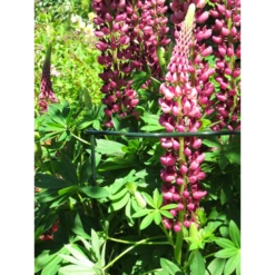 Groen Verkoop -Groen Verkoop peacock trellis vario gotisch m d4 mm 2 1