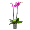 3 Taks Phalaenopsis Evolution - Vlinderorchidee - P12 H60 - Kamerplant -Groen Verkoop phalaenopsis vlinderorchidee 3 taks p12 h60 donker roze 4