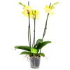 3 Taks Phalaenopsis Limelight - Vlinderorchidee - P12 H60 - Kamerplant -Groen Verkoop phalaenopsis vlinderorchidee 3 taks p12 h60 geel 4