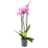 3 Taks Phalaenopsis Bloomington - Vlinderorchidee - P12 H60 - Kamerplant -Groen Verkoop phalaenopsis vlinderorchidee 3 taks p12 h60 roze 4