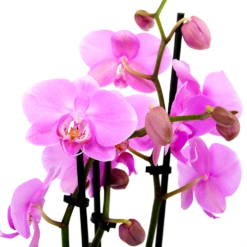 3 Taks Phalaenopsis Bloomington - Vlinderorchidee - P12 H60 - Kamerplant -Groen Verkoop phalaenopsis vlinderorchidee 3 taks p12 h60 roze 5