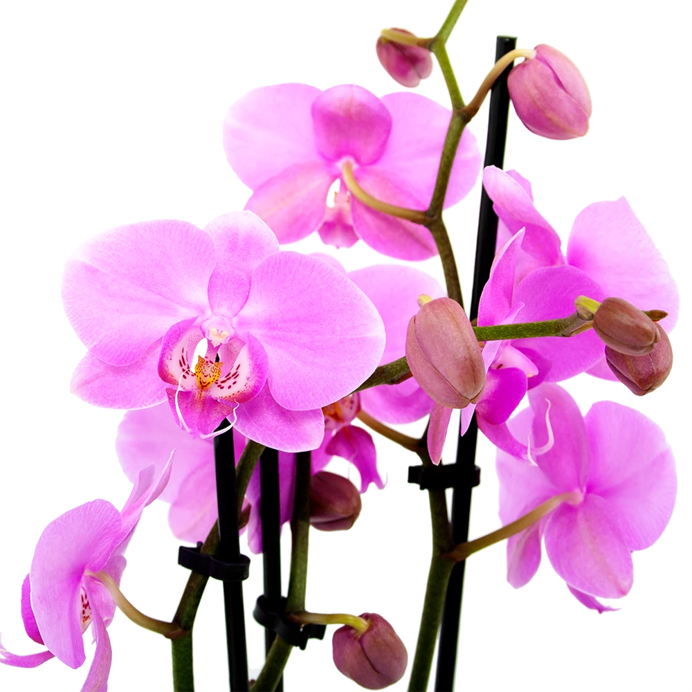 Groen Verkoop -Groen Verkoop phalaenopsis vlinderorchidee 3 taks p12 h60 roze 5