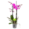 4 Taks Phalaenopsis Evolution - Vlinderorchidee - P12 H60 - Kamerplant
