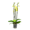 4 Taks Phalaenopsis Volterra - Vlinderorchidee - P12 H60 - Kamerplant -Groen Verkoop phalaenopsis vlinderorchidee 4 taks p12 h60 geel 4