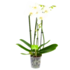 4 Taks Phalaenopsis Lighthouse - Vlinderorchidee - P12 H60 - Kamerplant