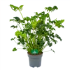 Philodendron Atlantis - P21 H75 - Kamerplant 2 Philodendron Atlantis - P21 H75 - Kamerplant -Groen Verkoop philodendron atlantis p21 h75 kamerplant 1