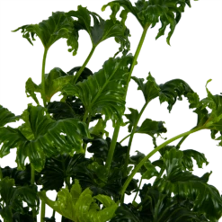 Philodendron Atlantis - P21 H75 - Kamerplant -Groen Verkoop philodendron atlantis p21 h75 kamerplant 4
