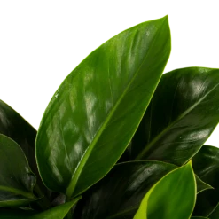 Philodendron Congo Apple - P19 H60 - Kamerplant -Groen Verkoop philodendron congo apple p19 h60 5 1