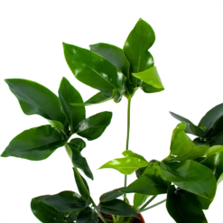 Philodendron Green Wonder - P19 H75 - Kamerplant -Groen Verkoop philodendron green wonder p19 h75 2 2