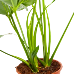 Philodendron Green Wonder - P19 H75 - Kamerplant -Groen Verkoop philodendron green wonder p19 h75 3 2