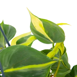 Philodendron Scandens Brasil - In Hangpot - P14 H35 - Kamerplant -Groen Verkoop philodendron scandens brasil in hangpot p14 h35 6 1